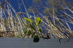 Grass in the gutter and a small eucalyptus tree