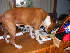 Earl the dog on the table