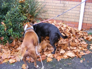 Bezial and Earl frolicking in the autumn leaves
