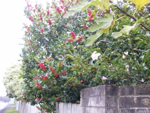 Holly tree in fruit