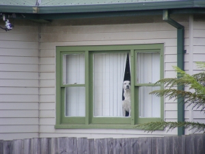 Dog looking out of a window