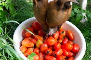 Dog tomato inspector