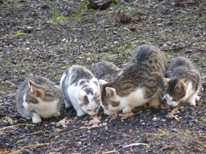 Farmyard feral cats eating tuna