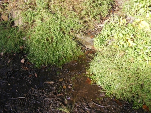 Water at the base of stone steps