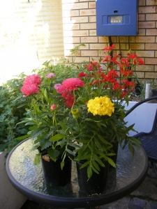 Ten dollars worth of potted colour.