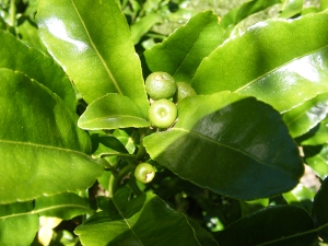 Kefir lime fruit.