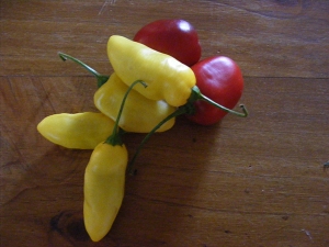 Perennial chillies