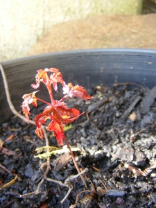Tiny maple seedling
