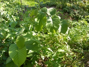 Cherimoya plants