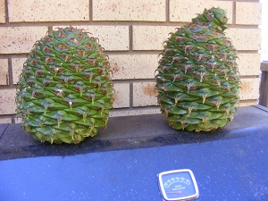 2 more enormous Bunya pine cones