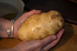One of our adventitious spuds