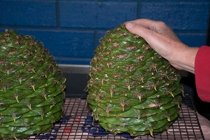 Enormous Bunya nut pine cones