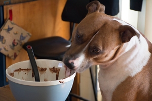 Dog licking a cake bowl
