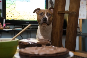 Dog looking at chocolate cake