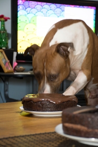 Dog trying to eat a chocolate cake