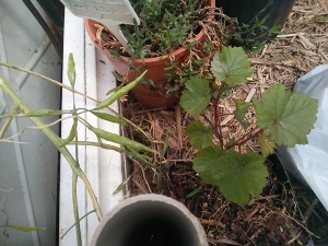 Small grape vine dug out of a ditch 