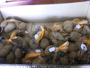 Many varieties of seed potatoes in Tasmania