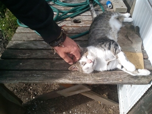 Steve patting Pawly our resident feral cat