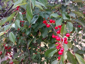 Kentish (sour) cherries